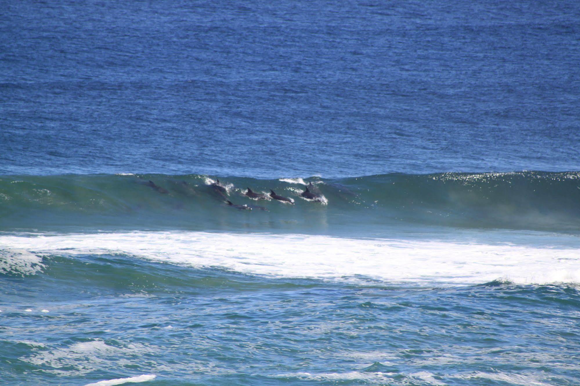 Murphys Port Elizabeth Eksteriør bilde